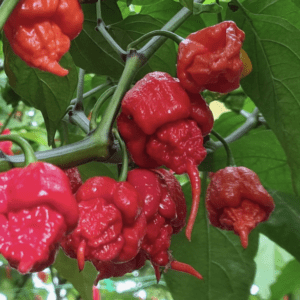 Bright red, wrinkled chili peppers growing on a green plant.